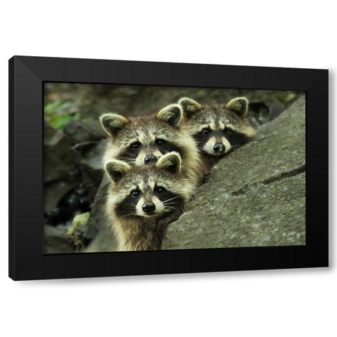 Tres Banditos Black Modern Wood Framed Art Print with Double Matting by Costina, Mircea