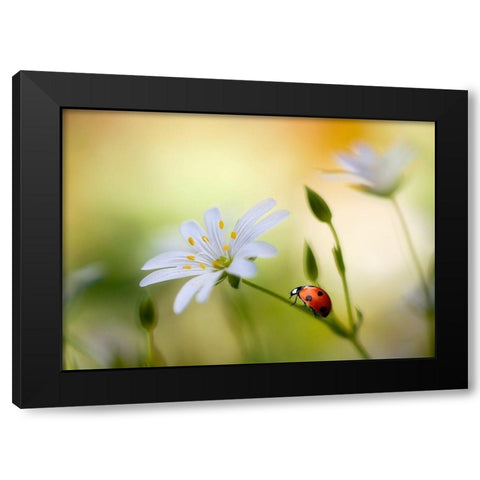 Summer beauties Black Modern Wood Framed Art Print by Disher, Mandy