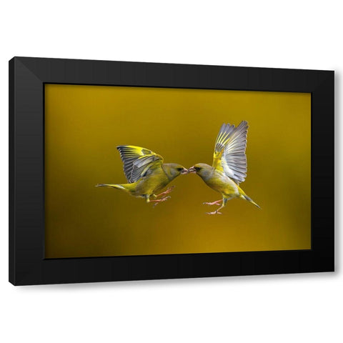 Flying Kiss Black Modern Wood Framed Art Print with Double Matting by Redaelli, Marco