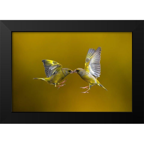 Flying Kiss Black Modern Wood Framed Art Print by Redaelli, Marco