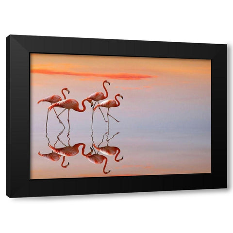 flamingos family Black Modern Wood Framed Art Print with Double Matting by Cseresnjes, Anna
