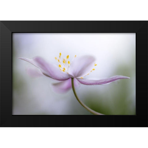 Nemorosa Black Modern Wood Framed Art Print by Disher, Mandy