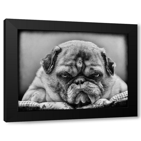 The Boss Black Modern Wood Framed Art Print with Double Matting by Martha Himburg, Angelika