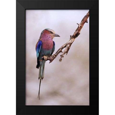 Ghiandaia marina pettolilla Black Modern Wood Framed Art Print by Grambone, Antonio