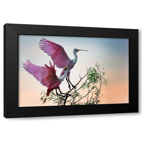 Two Roseate Spoonbills Black Modern Wood Framed Art Print by Chang, Phillip