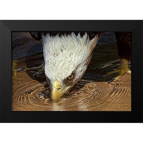 Cool Drink on a Hot Day Black Modern Wood Framed Art Print by Cox, Mark