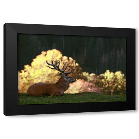 Fight break Black Modern Wood Framed Art Print with Double Matting by Weis, Gerhard