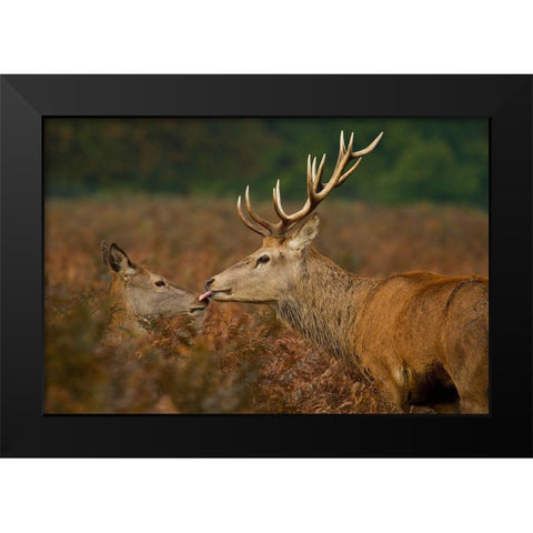 Stolen Kiss Black Modern Wood Framed Art Print by Saxby, Val