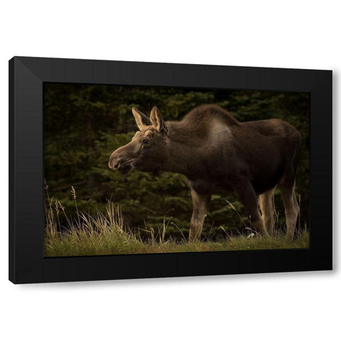 Young Moose on the Loose Black Modern Wood Framed Art Print with Double Matting by Andrews, Keith