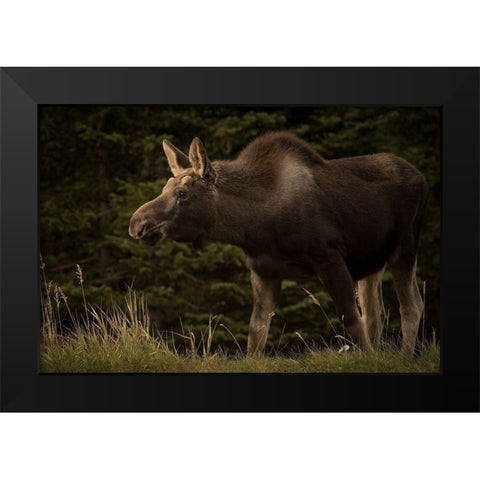 Young Moose on the Loose Black Modern Wood Framed Art Print by Andrews, Keith