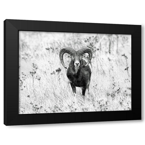 The Stare Black Modern Wood Framed Art Print by Merino, Nicolas