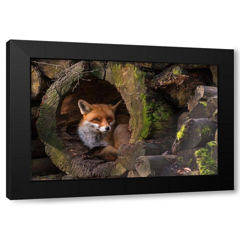 Fox Black Modern Wood Framed Art Print by van Ginkel, Cees