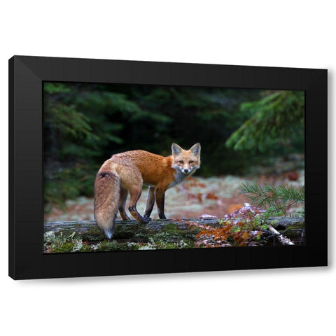 Red Fox in Algonquin Park Black Modern Wood Framed Art Print with Double Matting by Cumming, Jim