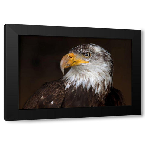 Caged Eagle Black Modern Wood Framed Art Print with Double Matting by Cumming, Jim