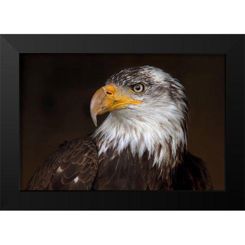 Caged Eagle Black Modern Wood Framed Art Print by Cumming, Jim