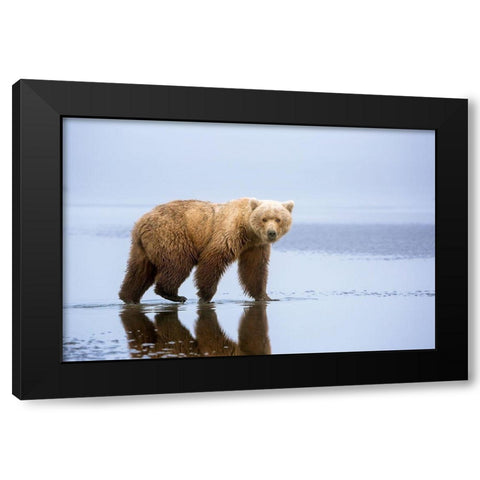 The Bear Walk Black Modern Wood Framed Art Print with Double Matting by Doyle, Renee