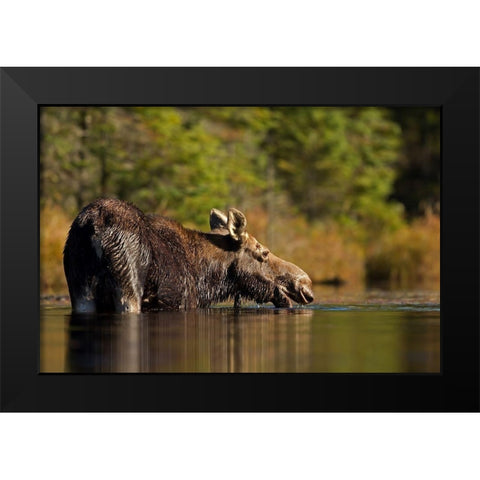 Swimming with a moose in Algonquin Park Black Modern Wood Framed Art Print by Cumming, Jim