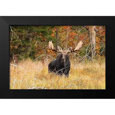 Bull Moose, Algonquin park Black Modern Wood Framed Art Print by Cumming, Jim
