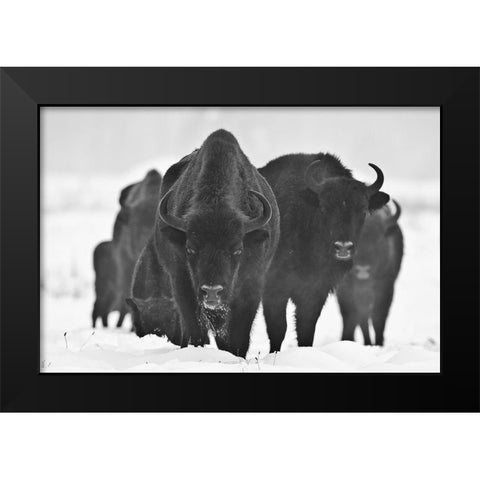 European Bizons Black Modern Wood Framed Art Print by Crepinsek, Blaz