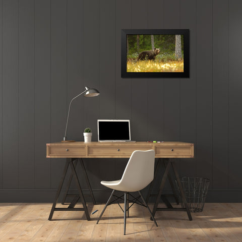 Brown Bear Black Modern Wood Framed Art Print by Gavra, Assaf