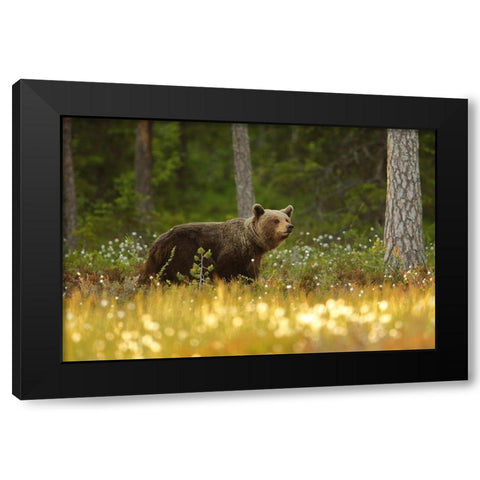 Brown Bear Black Modern Wood Framed Art Print with Double Matting by Gavra, Assaf
