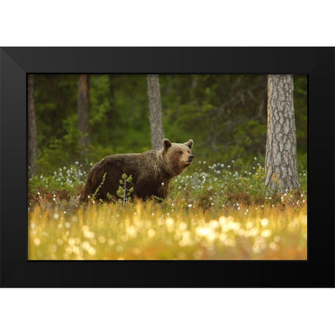 Brown Bear Black Modern Wood Framed Art Print by Gavra, Assaf