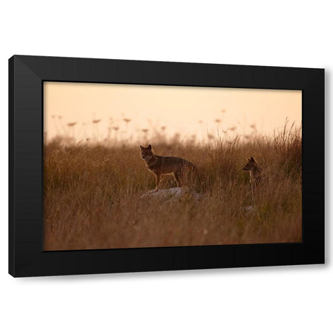 Dusk Jackals Black Modern Wood Framed Art Print with Double Matting by Gavra, Assaf