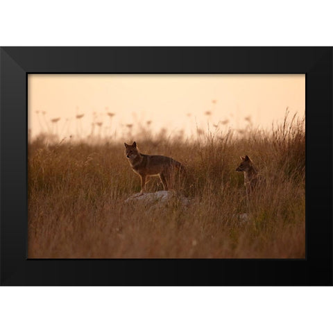 Dusk Jackals Black Modern Wood Framed Art Print by Gavra, Assaf
