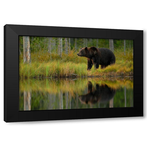 Bear and fish Black Modern Wood Framed Art Print with Double Matting by Gavra, Assaf