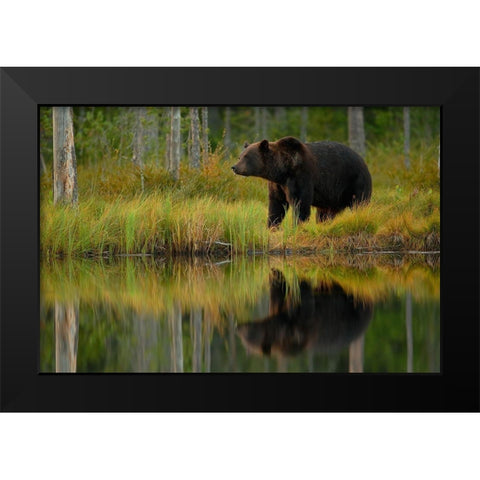 Bear and fish Black Modern Wood Framed Art Print by Gavra, Assaf