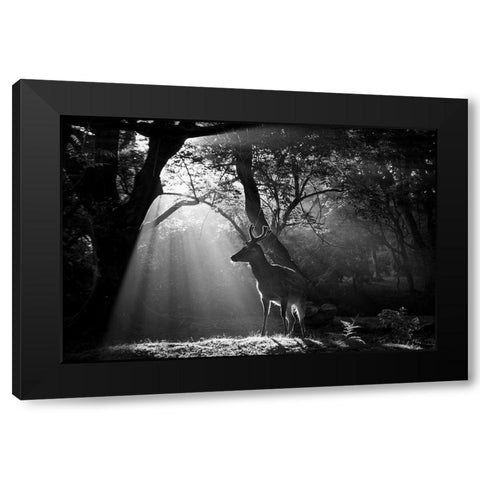 Light and Deer Black Modern Wood Framed Art Print with Double Matting by Matsui, Yoshinori