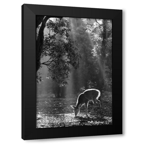 A fawn in the forest Black Modern Wood Framed Art Print by Matsui, Yoshinori