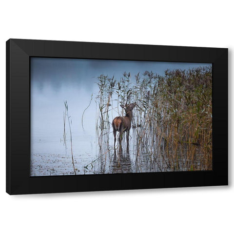 The Leaf Eater Black Modern Wood Framed Art Print with Double Matting by O''Mahony, Kieran