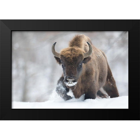 Rewilded Black Modern Wood Framed Art Print by Mastahac, Sebastian