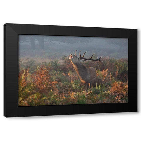 Bellowing Stag Deer Black Modern Wood Framed Art Print by Meswani, Prashant