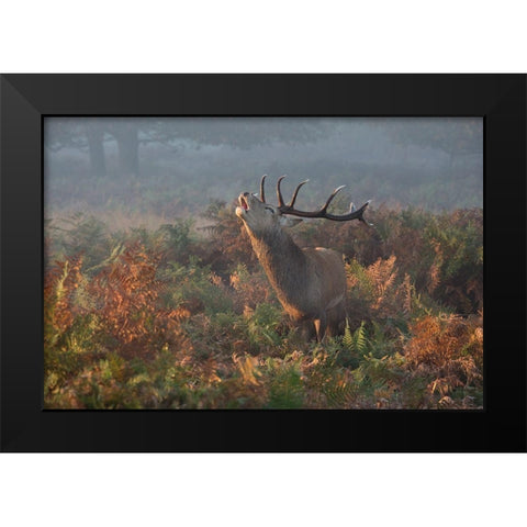 Bellowing Stag Deer Black Modern Wood Framed Art Print by Meswani, Prashant