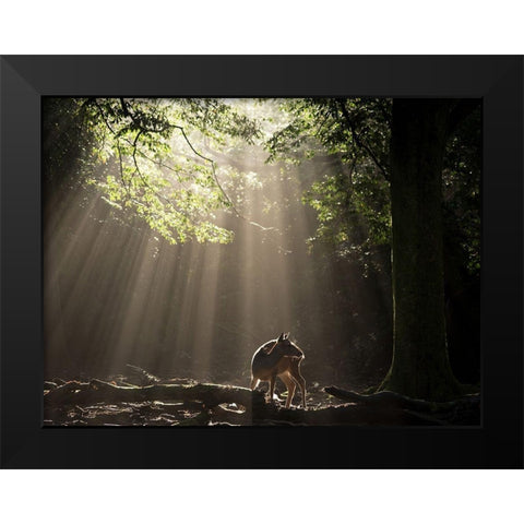 Light Curtain Black Modern Wood Framed Art Print by Matsui, Yoshinori