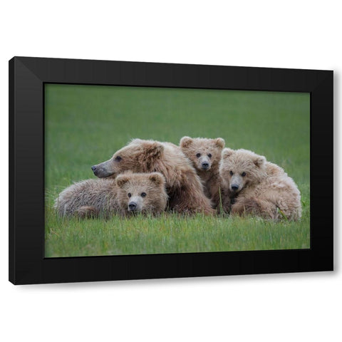 Bear Huddle Black Modern Wood Framed Art Print with Double Matting by Doyle, Renee
