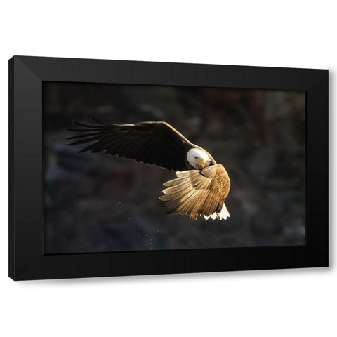 Whats going on Black Modern Wood Framed Art Print by Huang, Tao