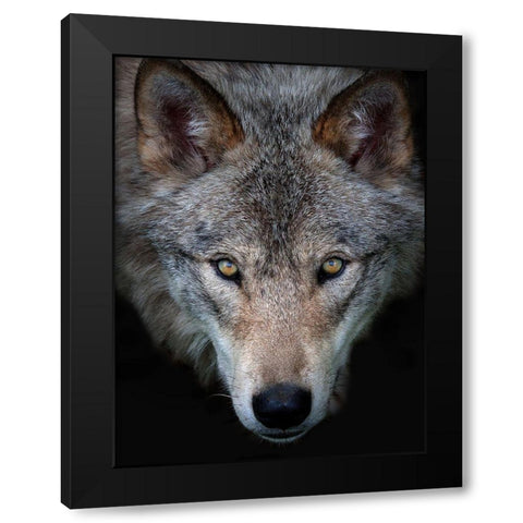 All the better to see you, Timber Wolf Black Modern Wood Framed Art Print by Cumming, Jim