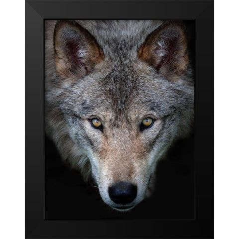 All the better to see you, Timber Wolf Black Modern Wood Framed Art Print by Cumming, Jim