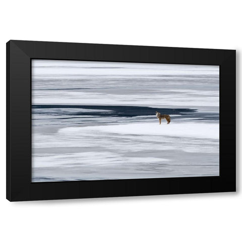 The Howl of the Coyote Black Modern Wood Framed Art Print with Double Matting by Artus, Miquel Angel