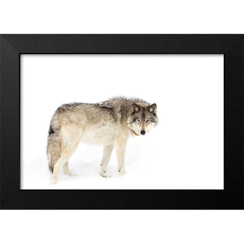 Canadian Timber wolf walking through the snow Black Modern Wood Framed Art Print by Cumming, Jim