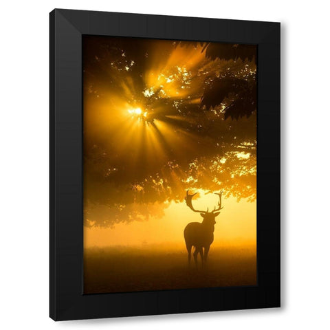 Mist on tree cant stop sunshine Black Modern Wood Framed Art Print by Uddin, Kutub