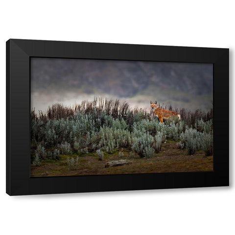 Ethiopian Wolf Black Modern Wood Framed Art Print by Marchegiani, Roberto