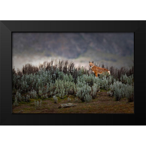 Ethiopian Wolf Black Modern Wood Framed Art Print by Marchegiani, Roberto
