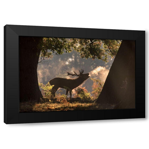 He Waits in the Shadows Black Modern Wood Framed Art Print by Saberi, Alex