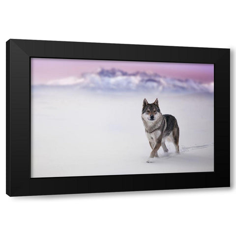 Yellow Eyes Black Modern Wood Framed Art Print by Hricko, Stanislav