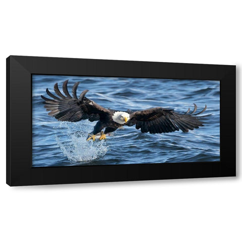 King of Mississippi Black Modern Wood Framed Art Print by Fan, John