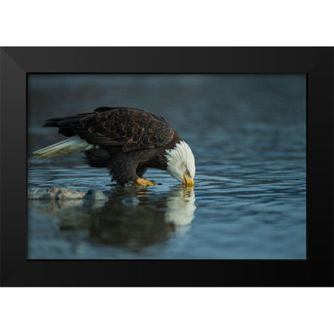 Bald eagle drink Black Modern Wood Framed Art Print by Ferraro, Valerio